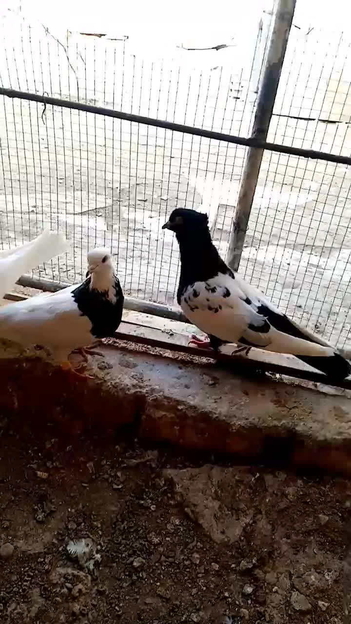 کبوتر. سینه ای و طوقی|پرنده|کبودرآهنگ, |دیوار