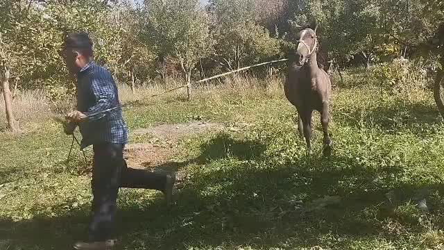 اسب مادیان سرو دم گیر|اسب و تجهیزات اسبسواری|سپیدان, |دیوار