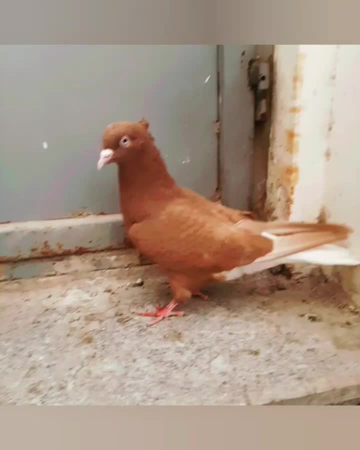 یک جفت کبوتر دم سفید|پرنده|قزوین, |دیوار