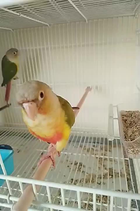 جفت گیرینچک|پرنده|شهریار, شهریار|دیوار