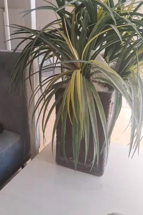 اجاره رستوران|خدمات پذیرایی، مراسم|خرمآباد, |دیوار