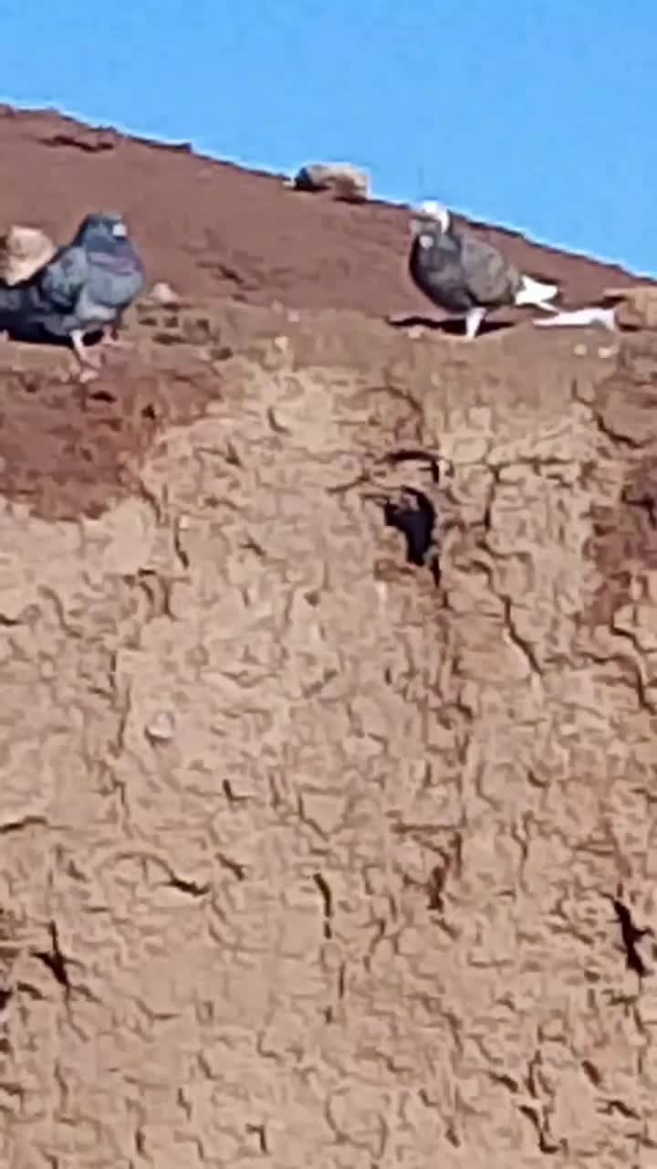 ک. بوتر|پرنده|نیشابور, دارایی|دیوار