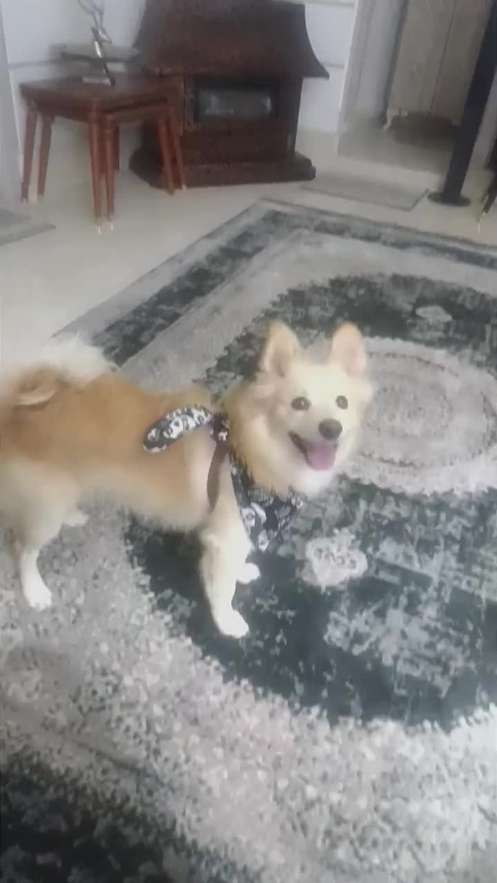 پامرین اشتپیز ۸ ماهه|سگ|اندیشه, اندیشه فاز ۱|دیوار