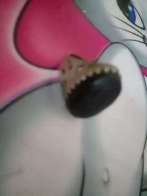 انواع انگشترهای شجروفیروزه به قیمت جمله وبشرط|بدلیجات|یزد, |دیوار