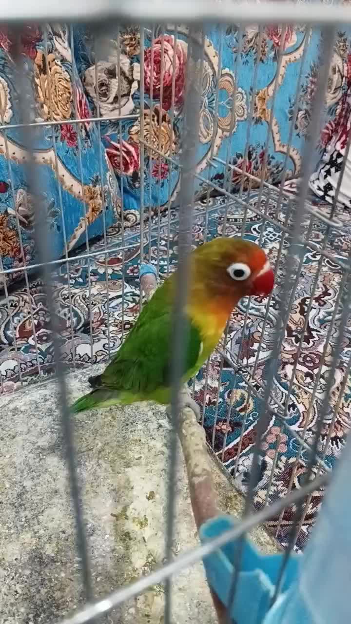 کوتوله ماده|پرنده|مهرستان, |دیوار