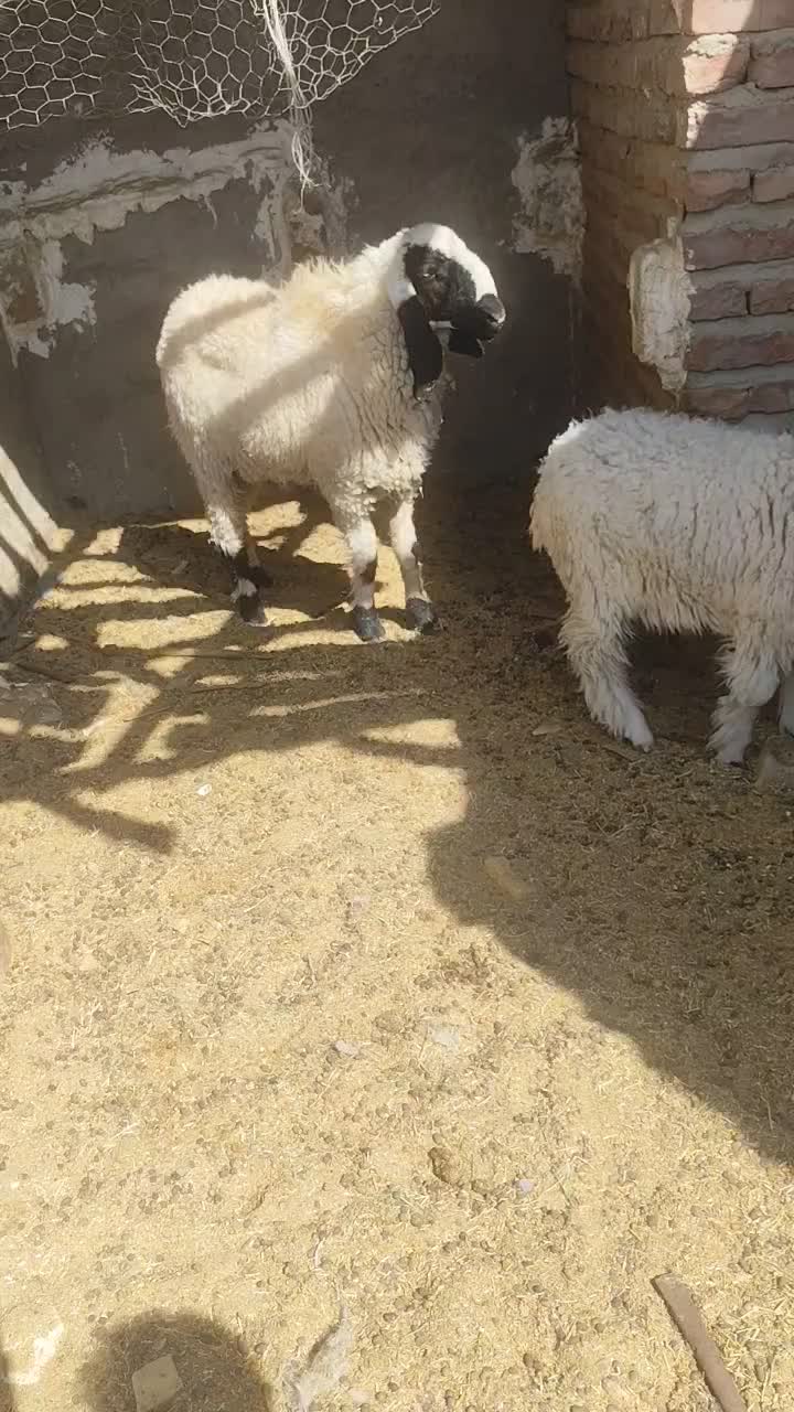یه بره نر مری و یه ماده مری|حیوانات مزرعه|زاهدان, |دیوار