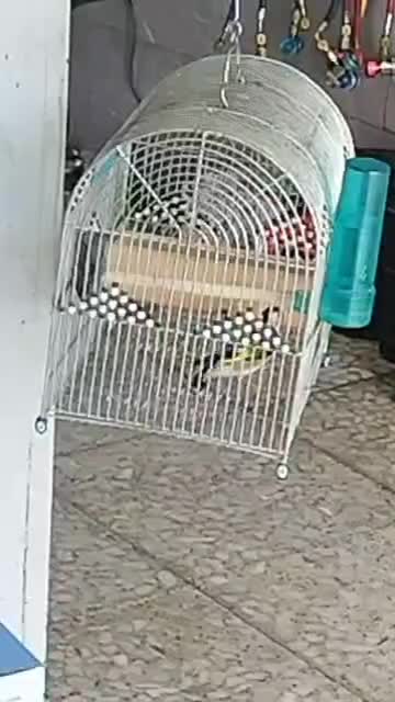 سهره کت بازکن و دورگ|پرنده|شیراز, نصر|دیوار