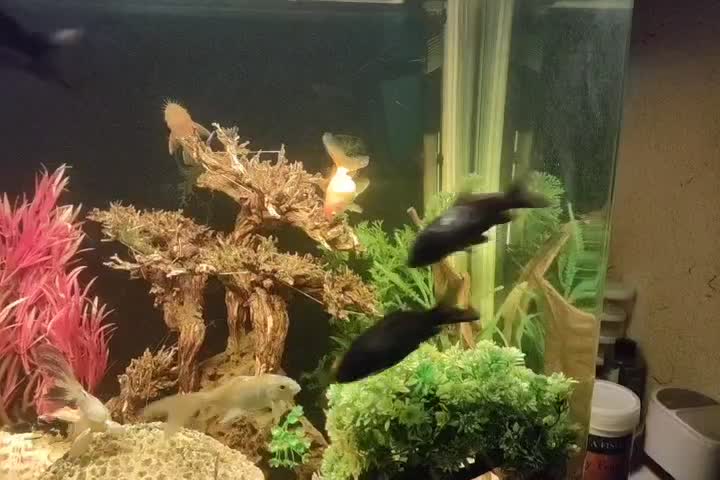 کوی مشکی|ماهی|مشهد, جانباز|دیوار