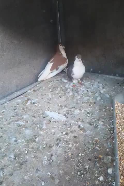 کفتر شیرازی|پرنده|امیدیه, |دیوار