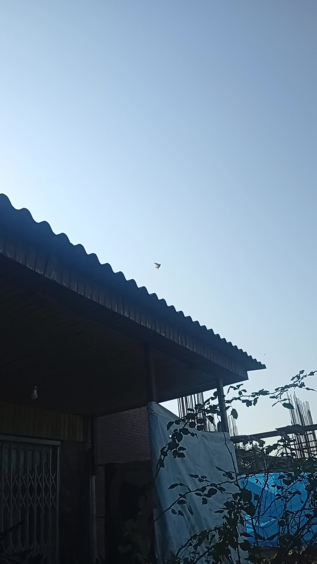 یه دونه شازده سرخ یه دلم کاکلی|پرنده|چالوس, |دیوار