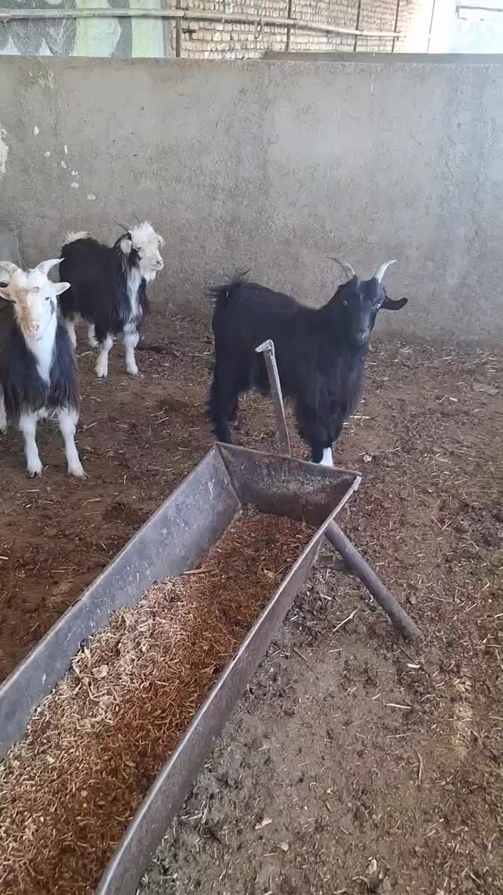 بزغاله نر چاق|حیوانات مزرعه|پاکدشت, پاکدشت (مامازند)|دیوار