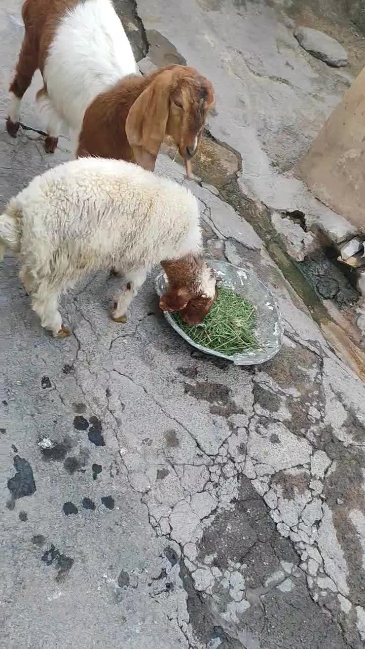 بزغاله ماده|حیوانات مزرعه|ایوان, |دیوار