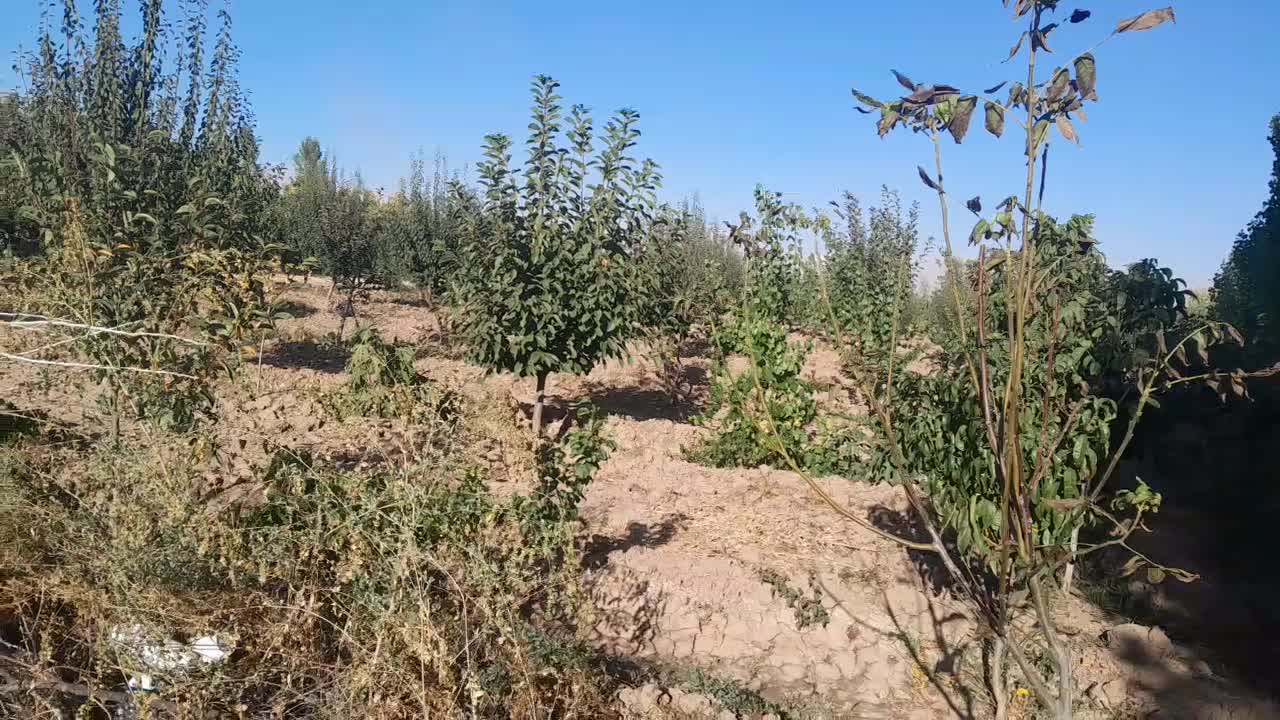 باغ|فروش زمین و ملک کلنگی|یامچی, |دیوار