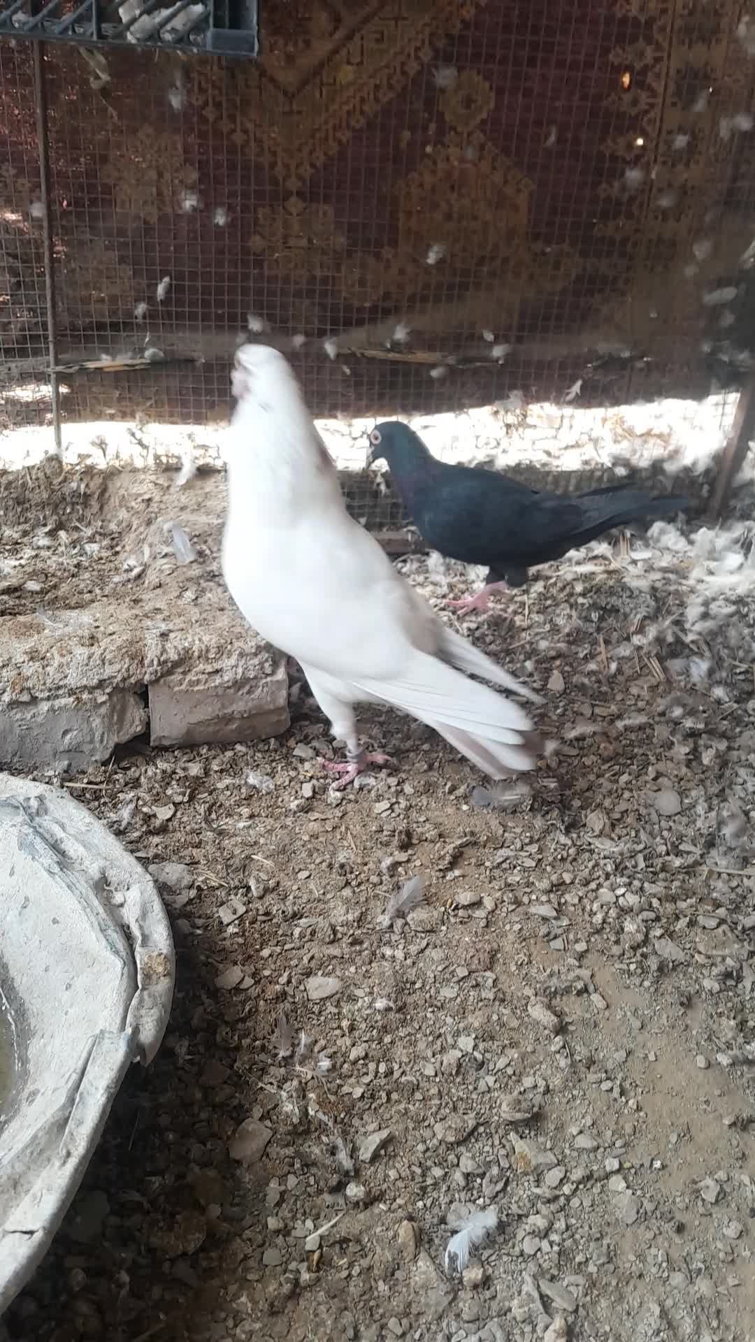 کفتر|پرنده|سراوان, |دیوار