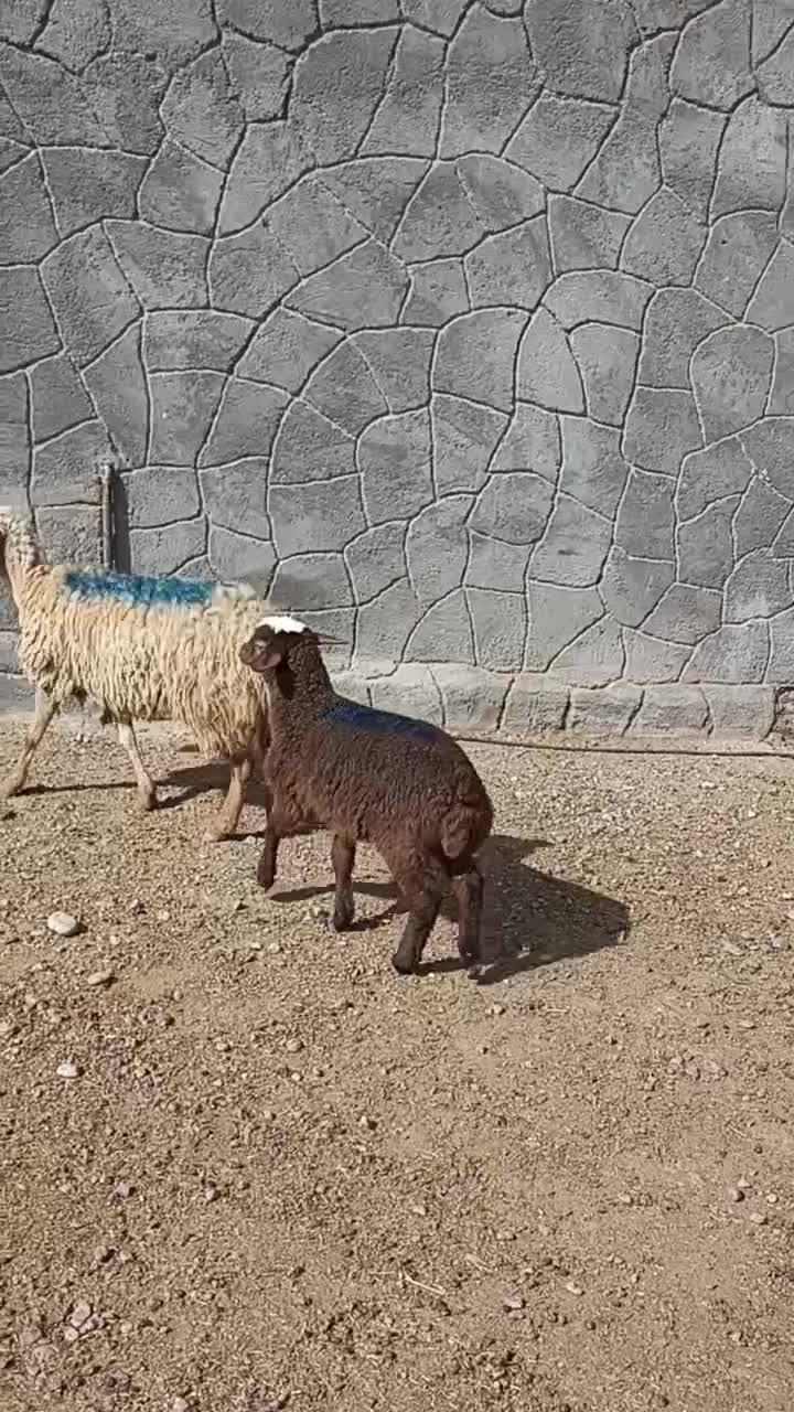 میش داشتی|حیوانات مزرعه|چناران, |دیوار