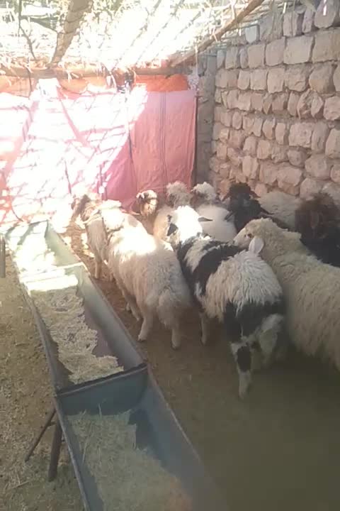 12راس بره ماده/انجیره|حیوانات مزرعه|آبدانان, |دیوار