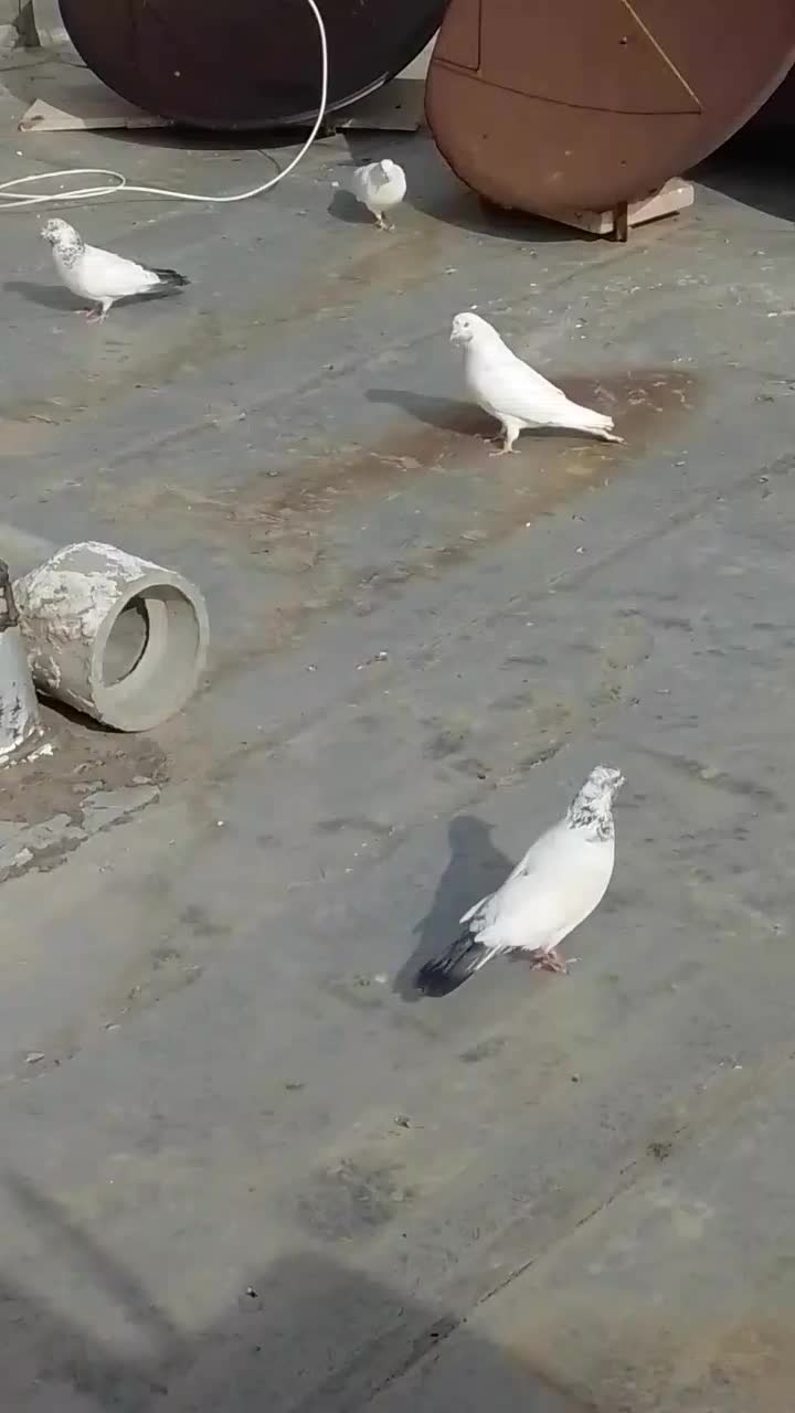 کبوتر|پرنده|هشتگرد, فاز ۷ مهستان|دیوار