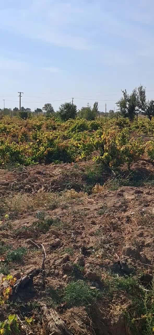 باغ انگور بر آسفالت|فروش دفتر صنعتی، کشاورزی، تجاری|تاکستان, |دیوار