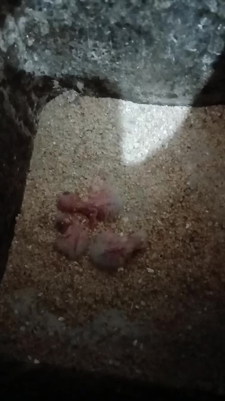 جفت کوتوله‌ مولد یووینگ و یقه زرد ماسکت با جوجه|پرنده|قم, مهر آباد|دیوار