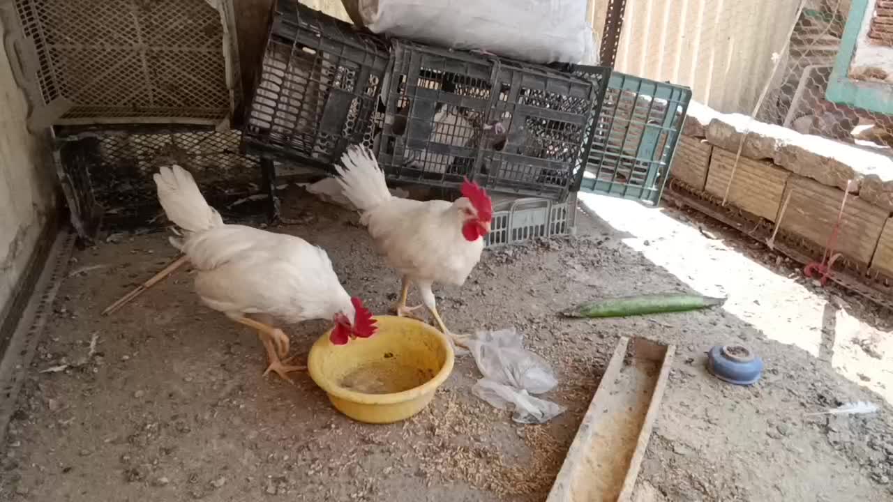 خروس|حیوانات مزرعه|اسلام‌شهر, |دیوار