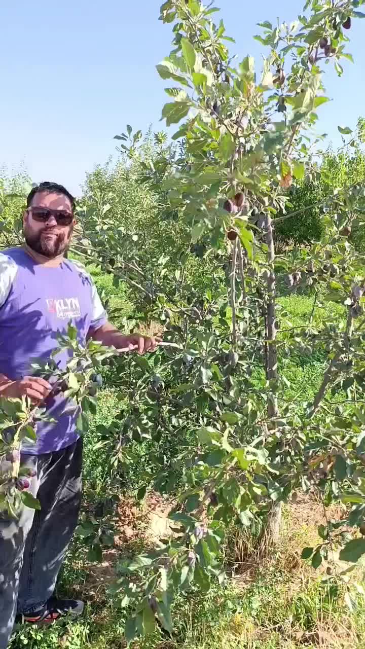 نهال و درخت درختچه های 6وهفت ساله شاخه دار|خدمات باغبانی و درختکاری|تهران, راه آهن|دیوار