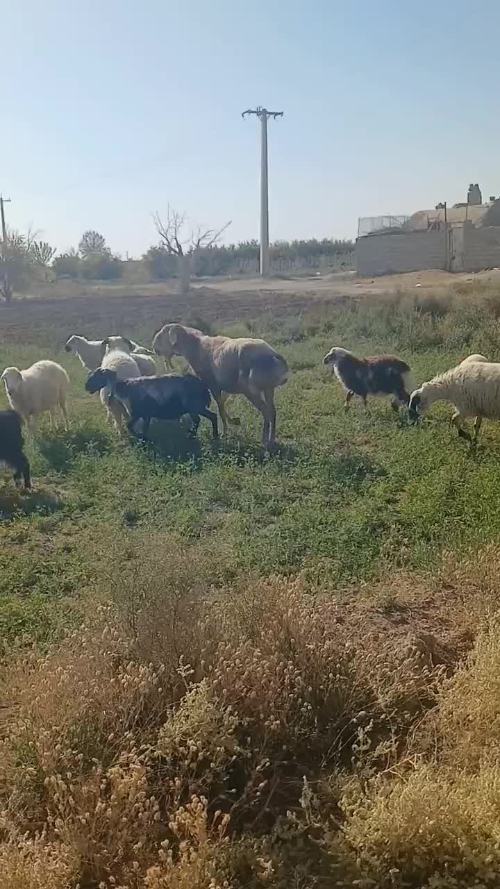 قوچ چینی جوان|حیوانات مزرعه|مروست, |دیوار