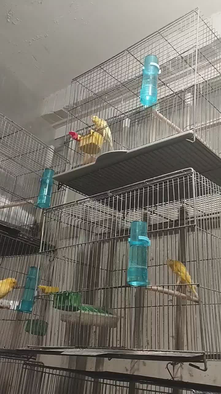 قناری|پرنده|شیراز, تندگویان|دیوار