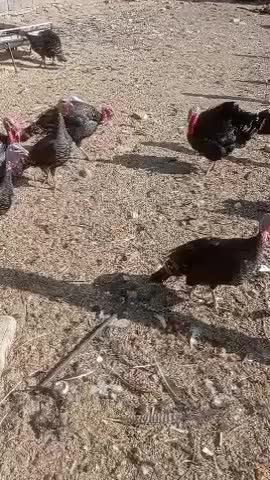 تخم نطفه داربوقلمون|حیوانات مزرعه|فیروزه, |دیوار