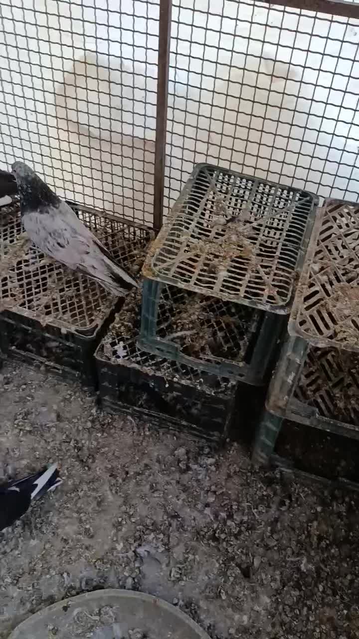 کبوتر|پرنده|شراء, |دیوار