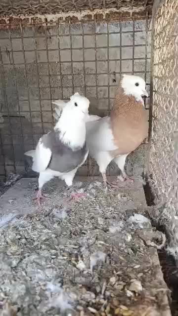 طوقی فروشی|پرنده|هندیجان, |دیوار