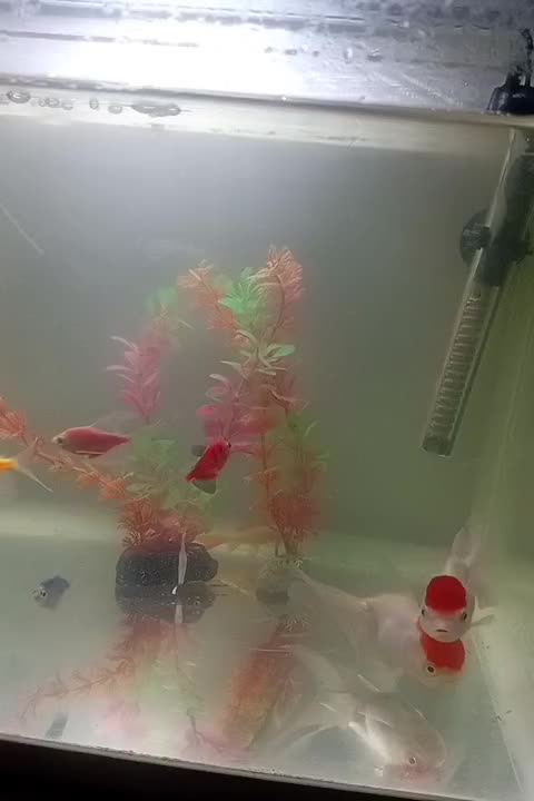 ماهی زینتی|ماهی|خوانسار, |دیوار