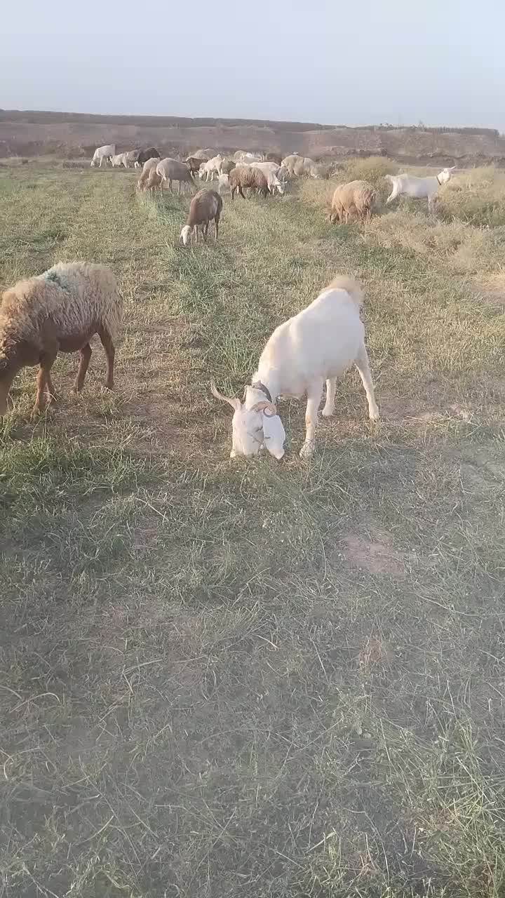 فروش بز جوان آبستن|حیوانات مزرعه|تربت جام, میان جام|دیوار