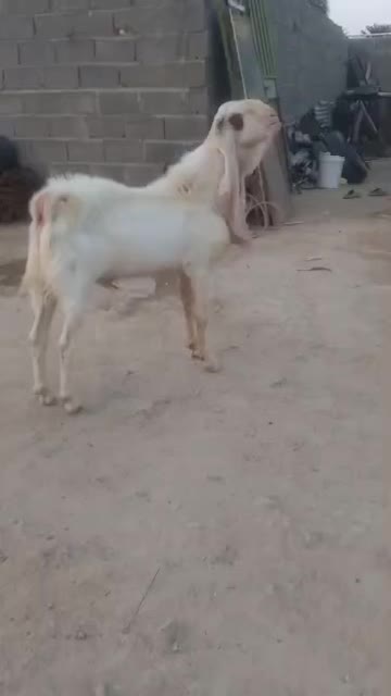 بز .نری گلابی|حیوانات مزرعه|شیراز, حومه شیراز|دیوار