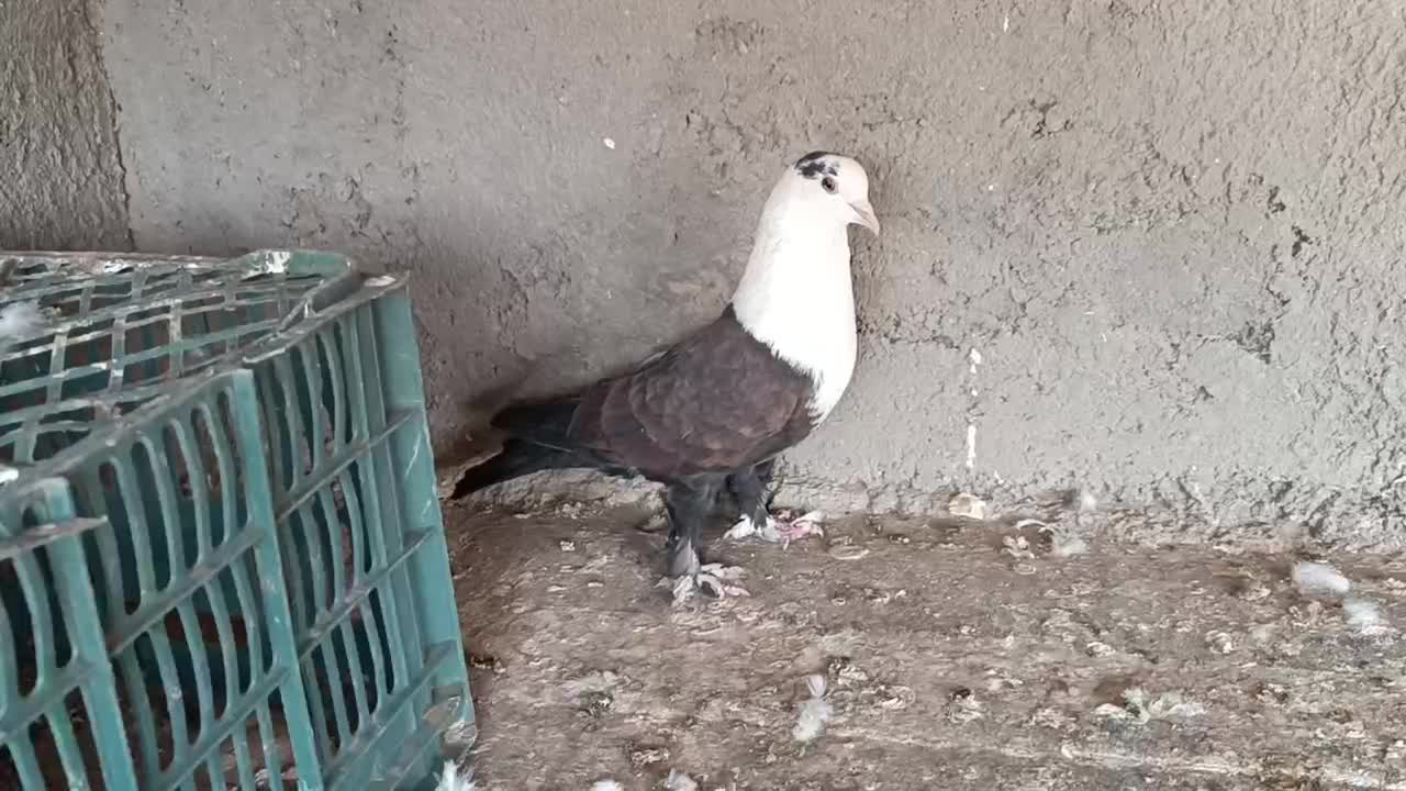 سرسفید نر|پرنده|اقبالیه, |دیوار