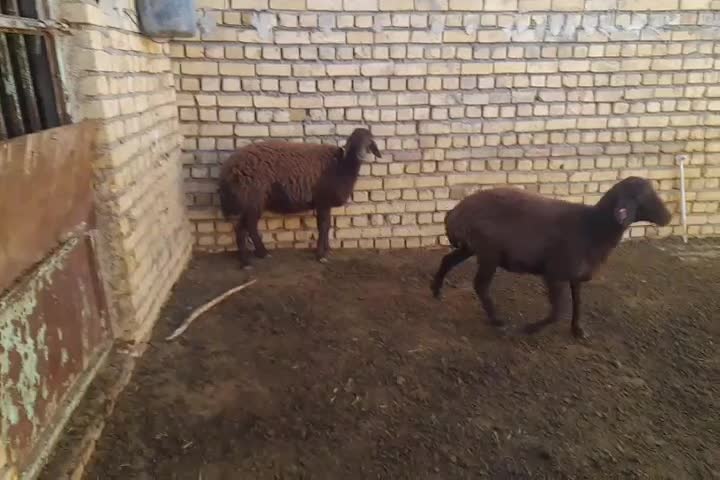 بره ماده پای قوچ|حیوانات مزرعه|خمین, |دیوار