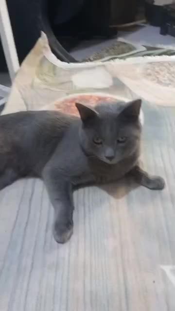 گربه نژاد اسکاتیش|گربه|کرج, ساماندهی|دیوار