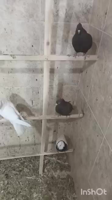 کبوتر رنگی و طوقی و عروس مینا|پرنده|ایلام, |دیوار