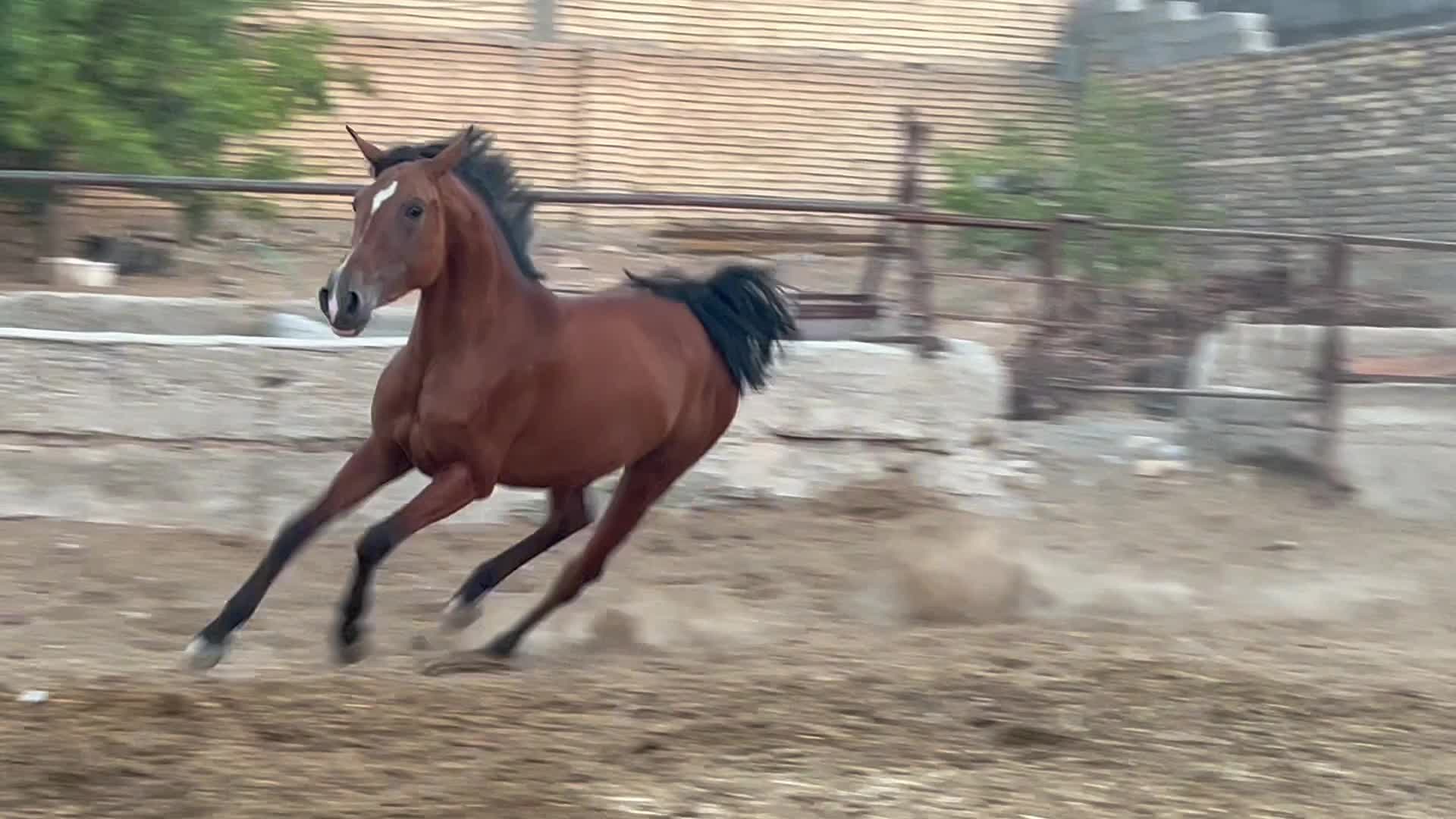 مادیان|اسب و تجهیزات اسبسواری|فرخشهر, |دیوار