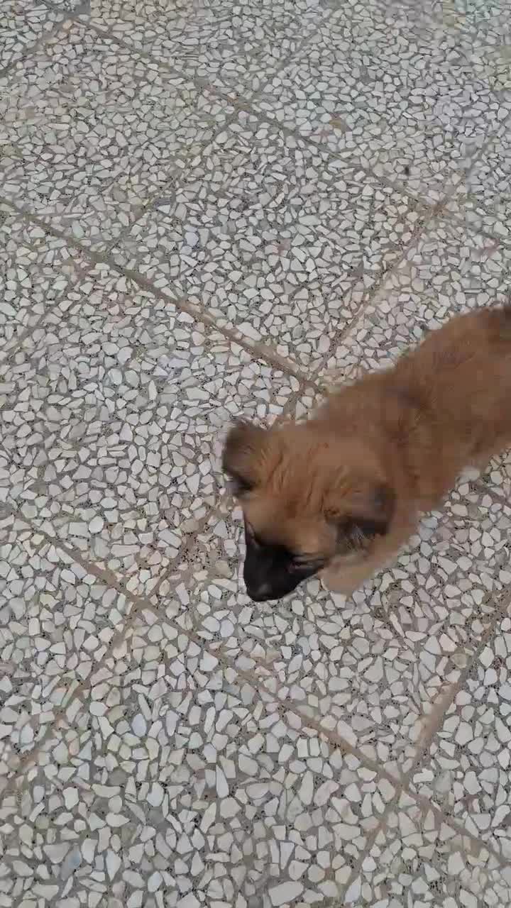 سگ .|سگ|آران و بیدگل, |دیوار