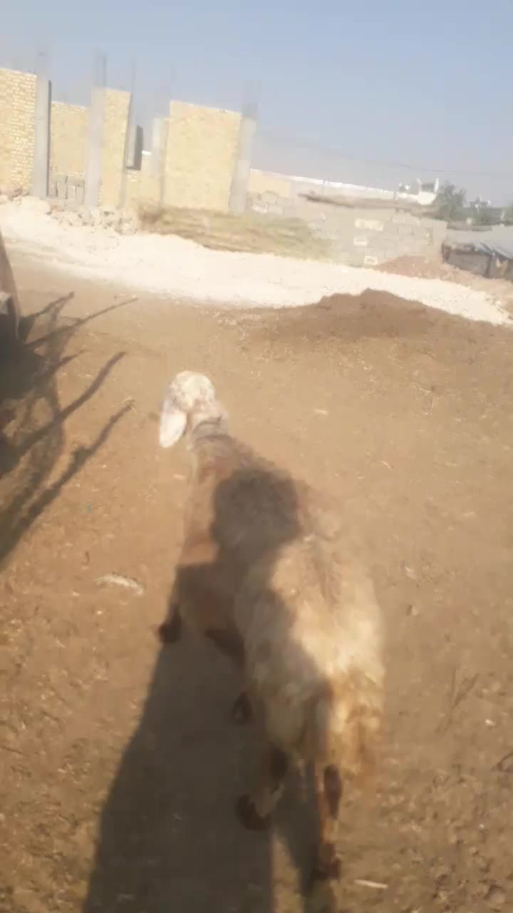 میش داشتی دوقلو زا|حیوانات مزرعه|دره شهر, |دیوار