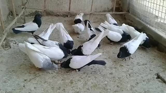 کبوتر سینه سیاه و کله ای مولد به شرط|پرنده|تهران, کیانشهر|دیوار