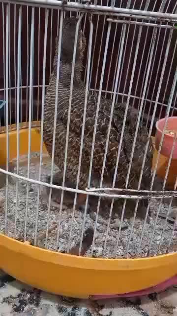 فروش چندین پرنده زینتی عروس و ۰۰۰ همه با کیفیت|پرنده|بندرعباس, |دیوار