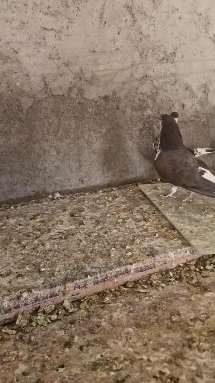 کفتر کبوتر چپ عمری افشون|پرنده|شهر بابک, |دیوار