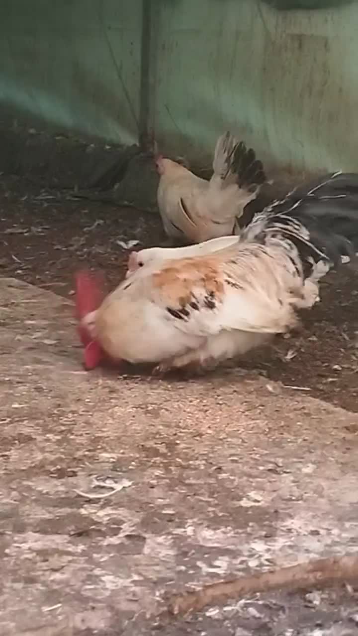 یک ست جاپنیز لمون|حیوانات مزرعه|رامیان, |دیوار