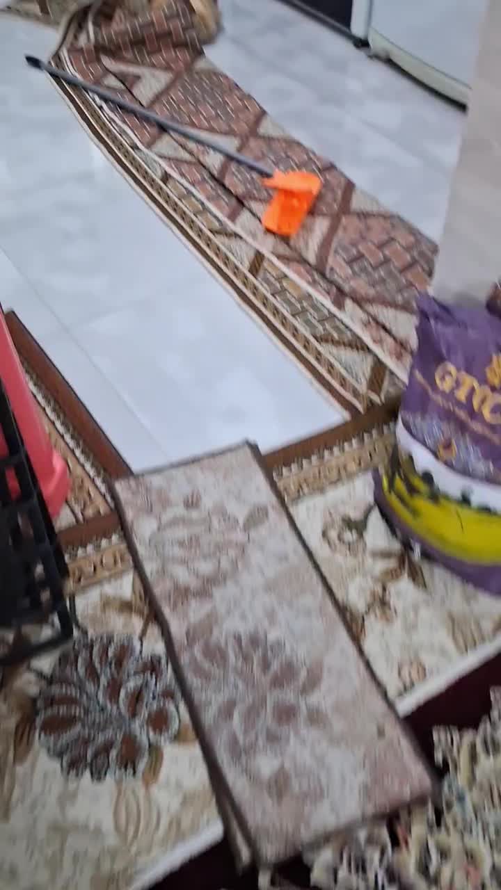 گربه پرشین اصیل شناسنامه دار با وسایل کامل|گربه|مشهد, آیت الله کاشانی|دیوار