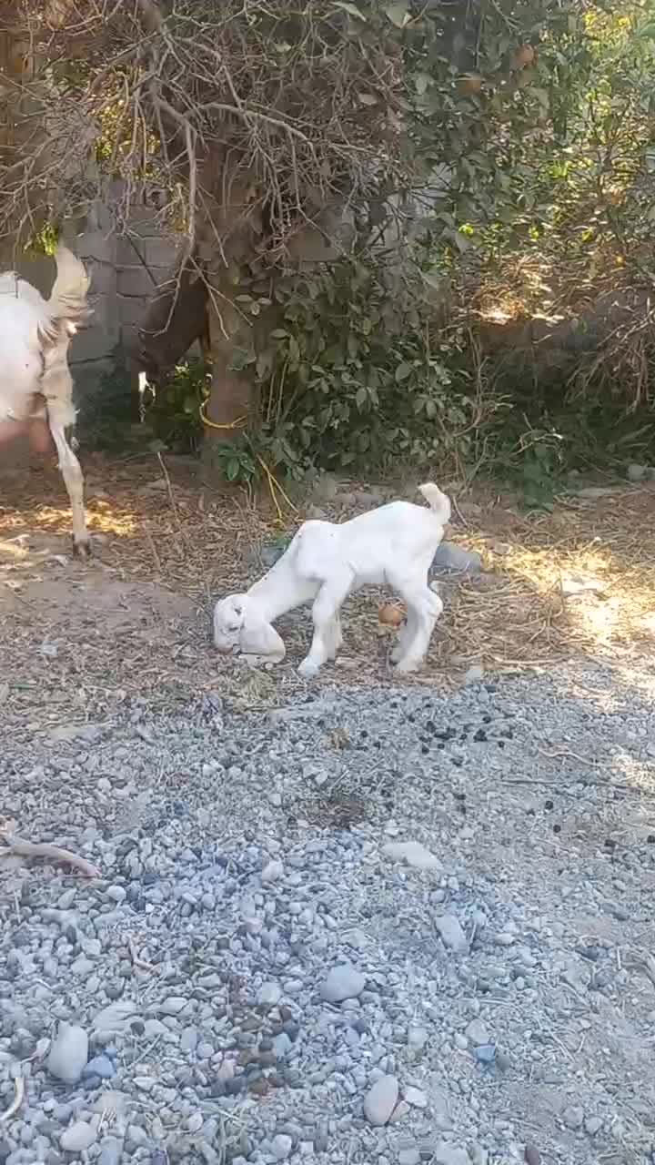 بزپاکستانی کهره نرگلابی فروشی|حیوانات مزرعه|جیرفت, |دیوار