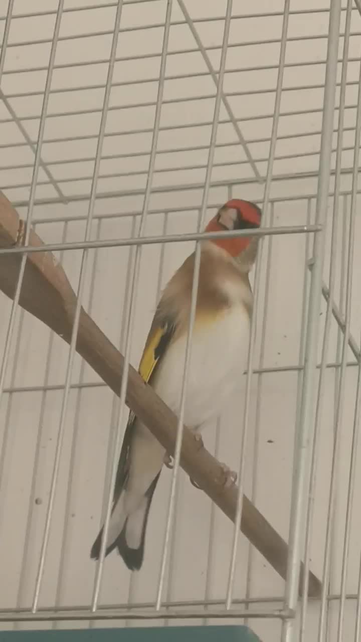 سهره قفسی|پرنده|شهرکرد, |دیوار