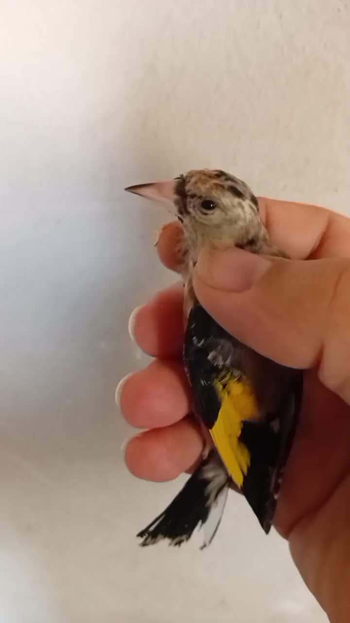 جوجه سهره نر و ماده|پرنده|قرچک, مهدیه|دیوار