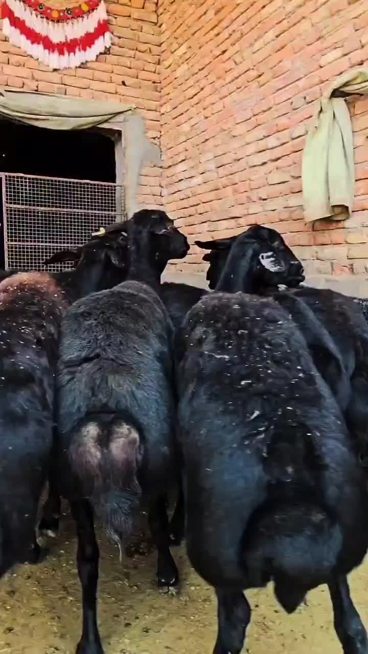 خوراک دام ویژه 15 کیسه|حیوانات مزرعه|پاسارگاد, |دیوار