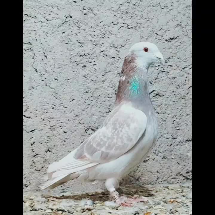 فروشی نر غوره ای میکس شرویستر درجه یک|پرنده|شیراز, باغشهر قصر سبز|دیوار